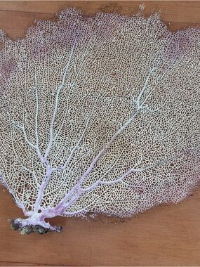 Sea fan coral,  L size